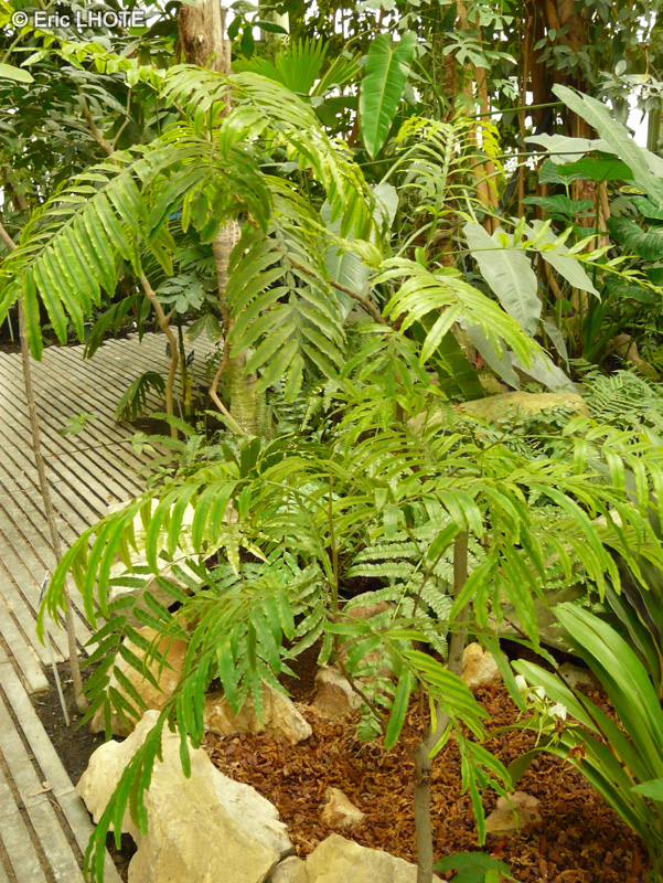 Sapindaceae - Filicium decipiens - Fougère arborescente Japonaise