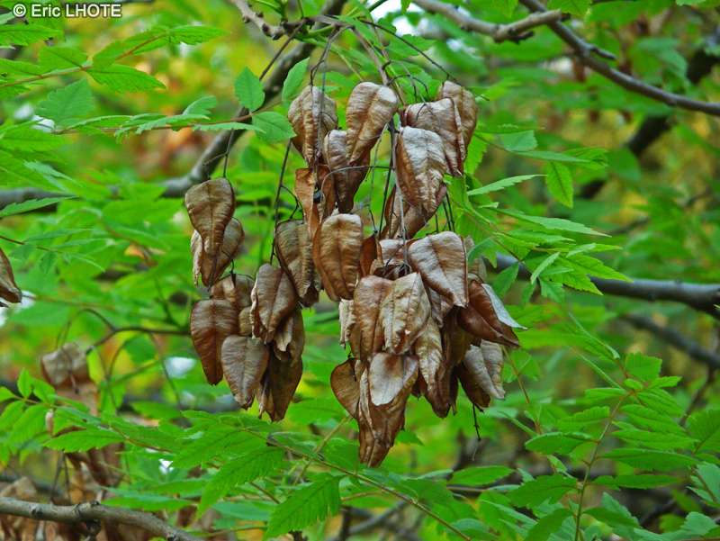 Sapindaceae - Koelreuteria paniculata - Savonnier, Bois de Panama