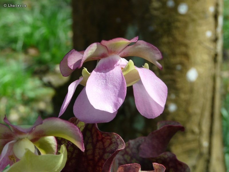  - Sarracenia purpurea ssp. venosa - 