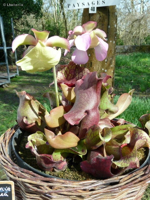 Sarraceniaceae - Sarracenia purpurea ssp. venosa - Sarracenia