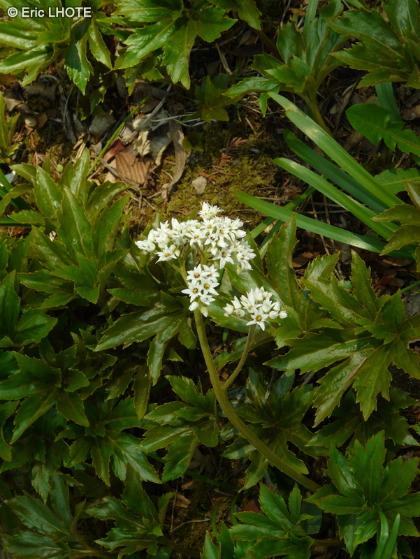 Saxifragaceae - Aceriphyllum rossi, Mukdenia rossi - Acériphylle de Ross