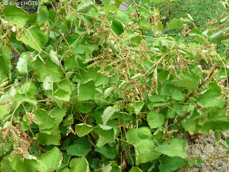 Saxifragaceae - Boykinia rotundifolia - Boykinia à feuilles rondes