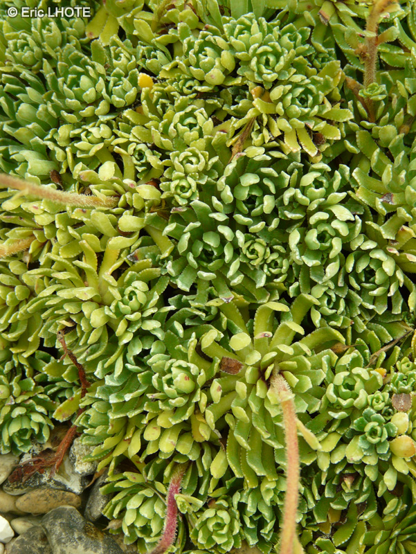 Saxifragaceae - Saxifraga callosa var. australis - Saxifrage à feuilles en languette