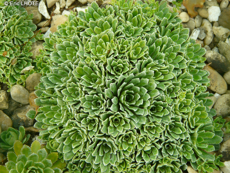 Saxifragaceae - Saxifraga cochlearis Minor - Saxifrage