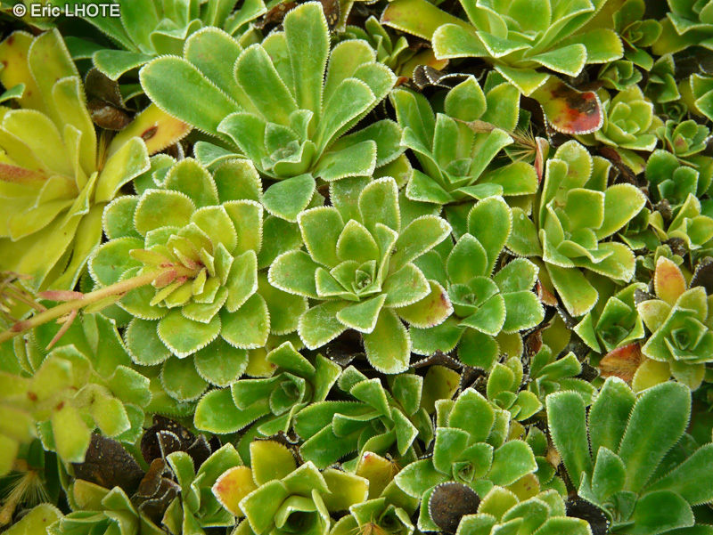 Saxifragaceae - Saxifraga cotyledon South Side Seedling - Saxifrage cotylédon