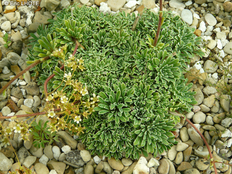 Saxifragaceae - Saxifraga crustata - Saxifrage incrustée