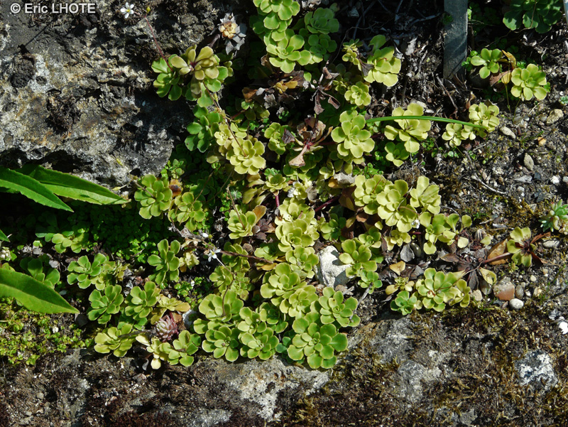 Saxifragaceae - Saxifraga cuneifolia - Saxifrage à feuilles en coin