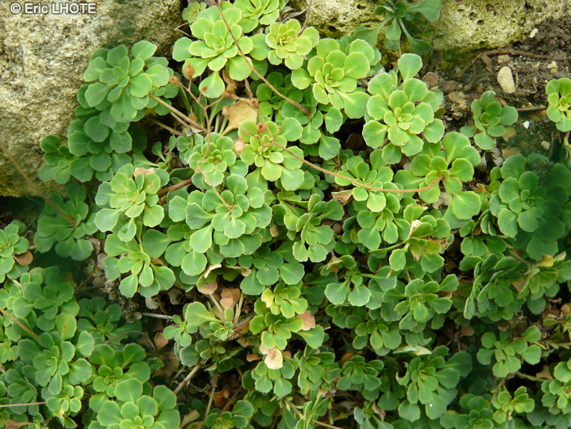  - Saxifraga cuneifolia var. subintegrata - 