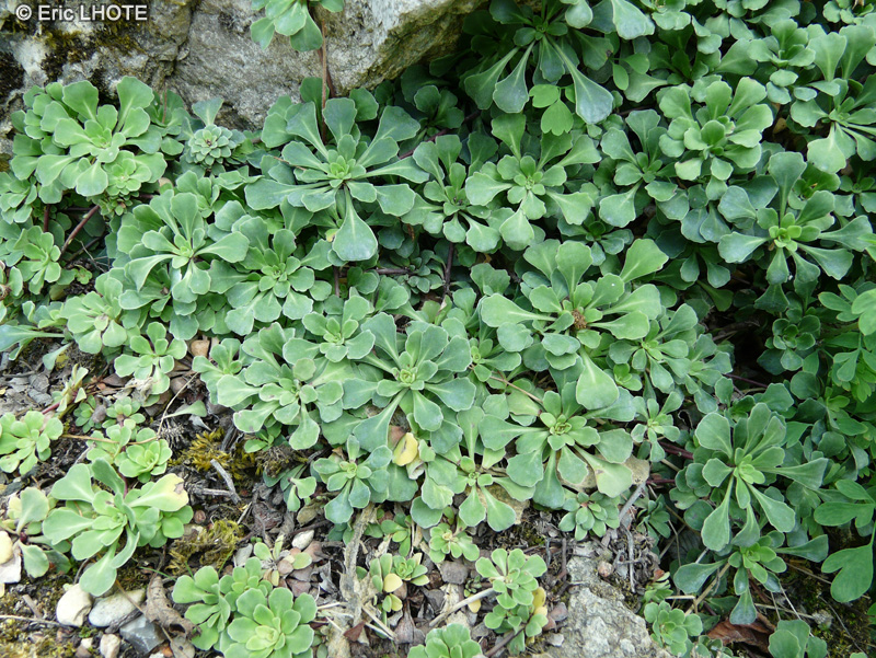 Saxifragaceae - Saxifraga cuneifolia var. subintegrata - Saxifrage
