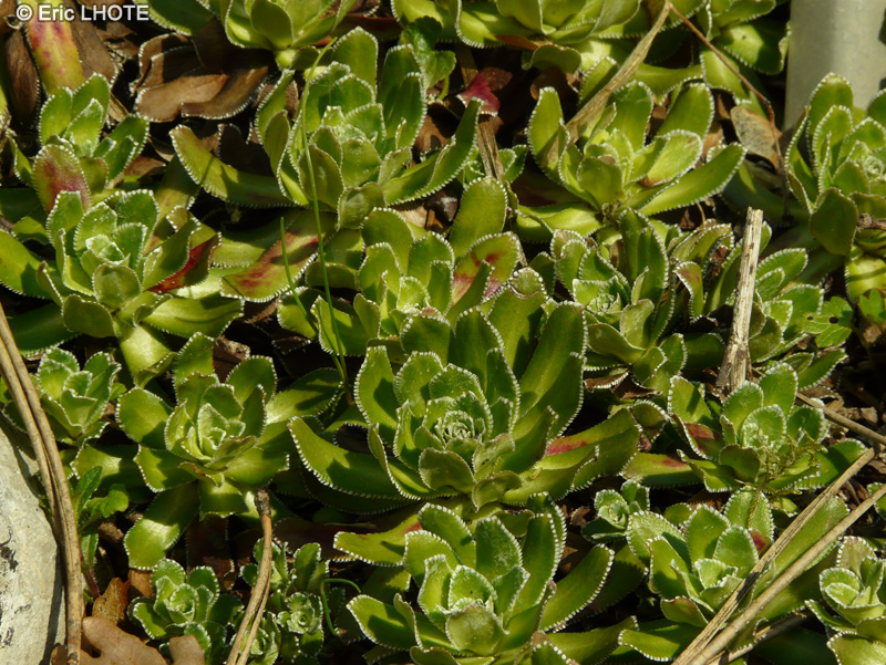 Saxifragaceae - Saxifraga elatior - Saxifrage élevée