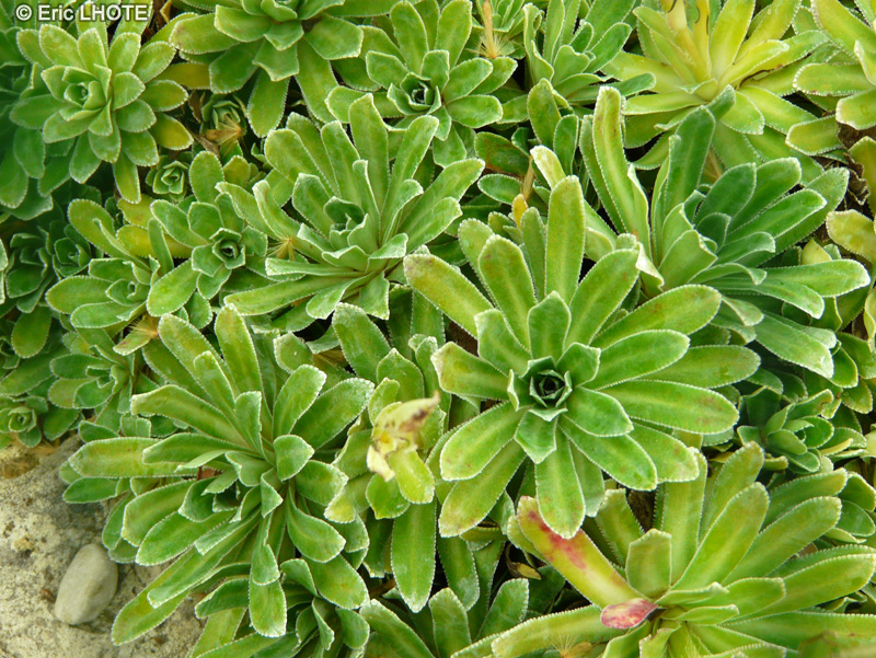  - Saxifraga hostii subsp. hostii - 