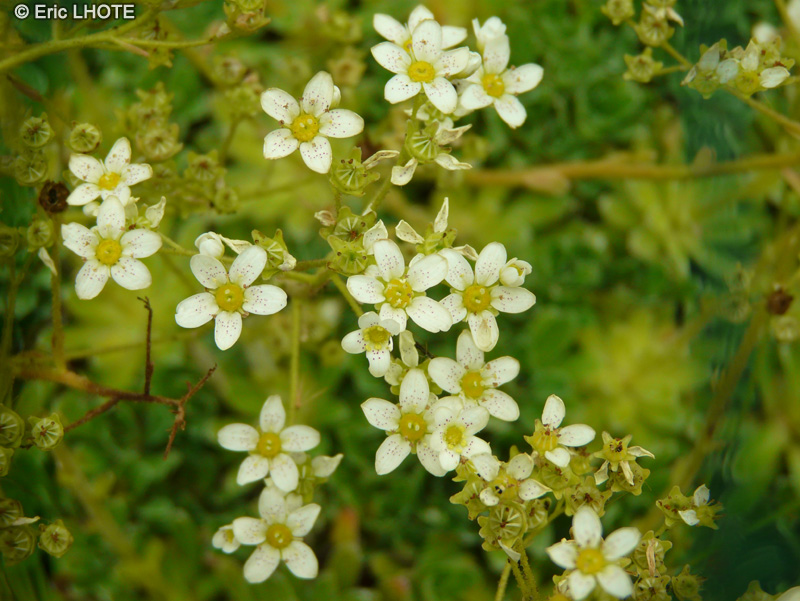Saxifragaceae - Saxifraga hostii subsp. hostii - Saxifrage