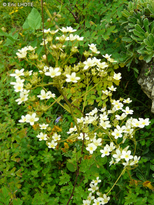  - Saxifraga hostii subsp. rhaetica - 