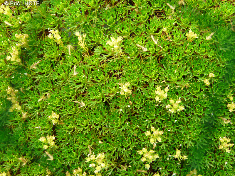 Saxifragaceae - Saxifraga manschuriansis - Saxifrage