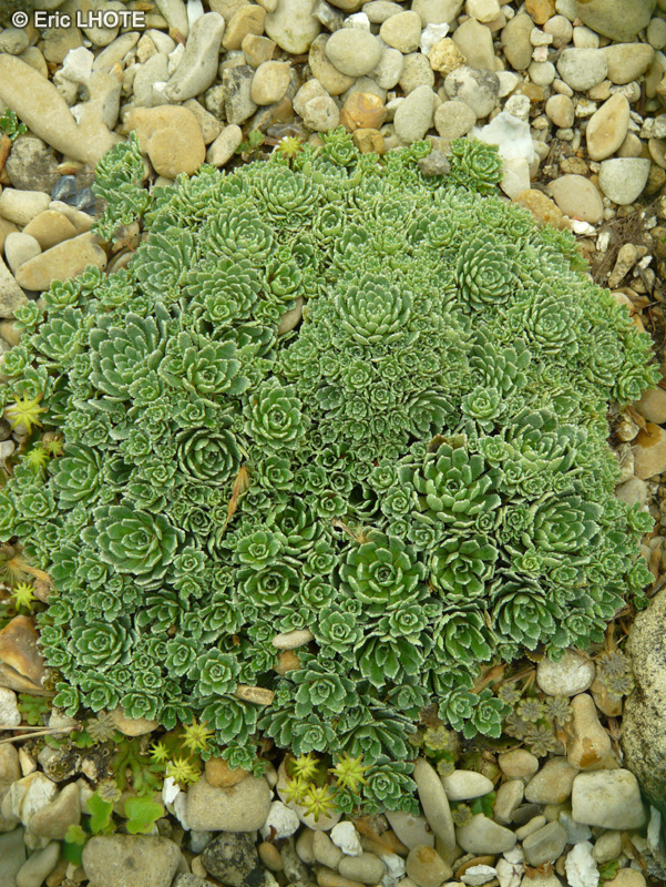Saxifragaceae - Saxifraga minutifolia - Saxifrage
