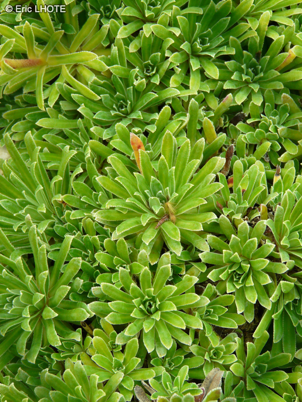 Saxifragaceae - Saxifraga paniculata Carinthiaca - Saxifrage paniculé de Carinthie