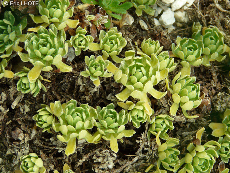 Saxifragaceae - Saxifraga paniculata Cockocomb - Saxifrage paniculé