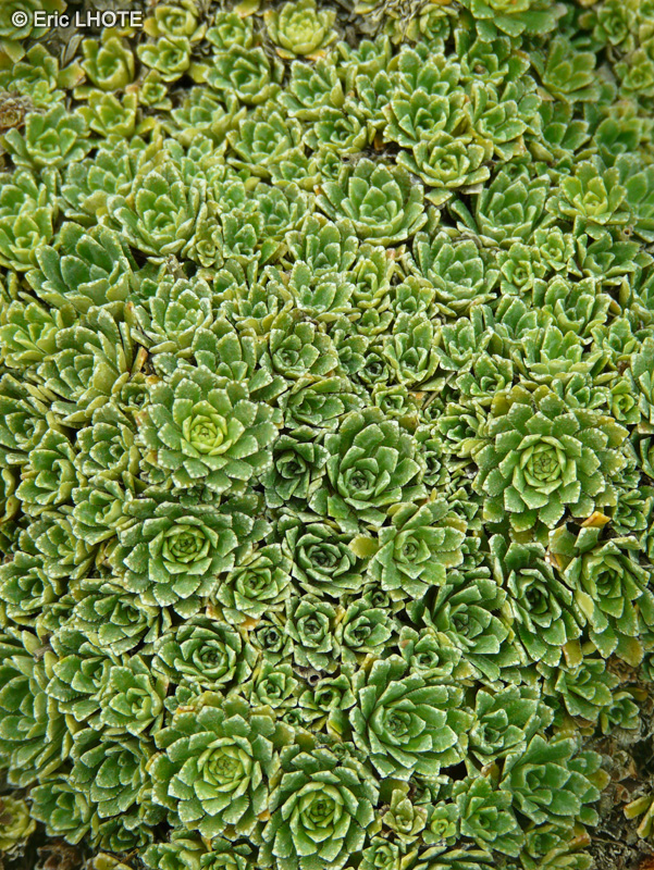 Saxifragaceae - Saxifraga paniculata Minutifolia - Saxifrage