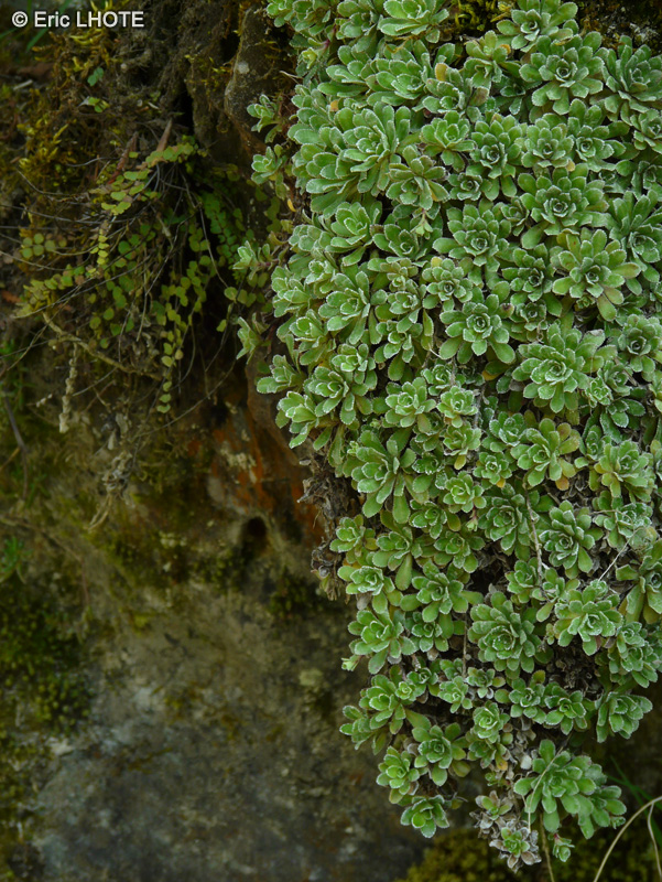 Saxifragaceae - Saxifraga paniculata - Saxifrage paniculée
