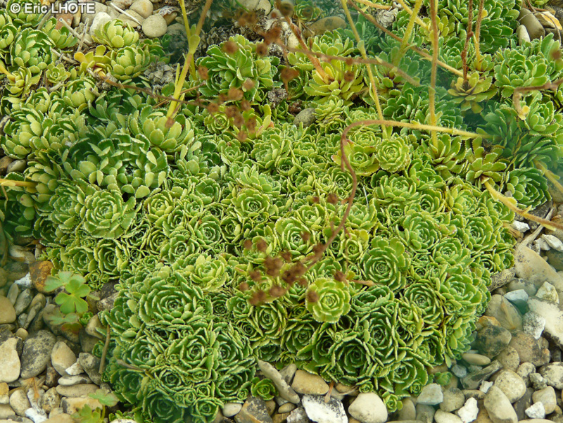 Saxifragaceae - Saxifraga paniculata subsp. cartillaginea - Saxifrage