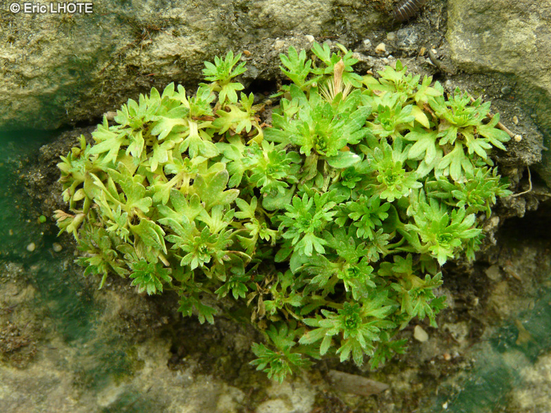 Saxifragaceae - Saxifraga pedemontana subsp. cervicornis - Saxifrage