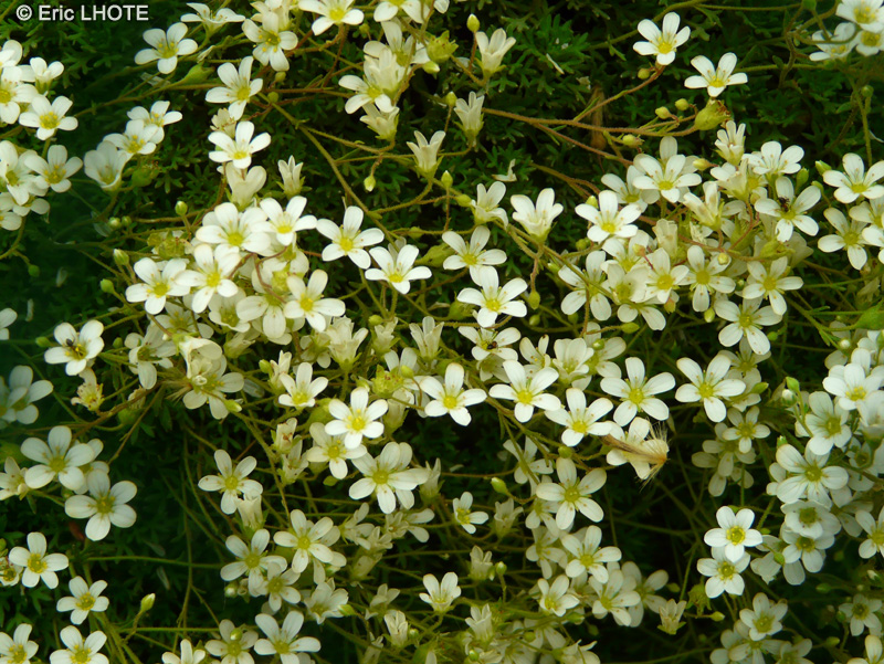 Saxifragaceae - Saxifraga pedemontana subsp. cymosa - Saxifrage