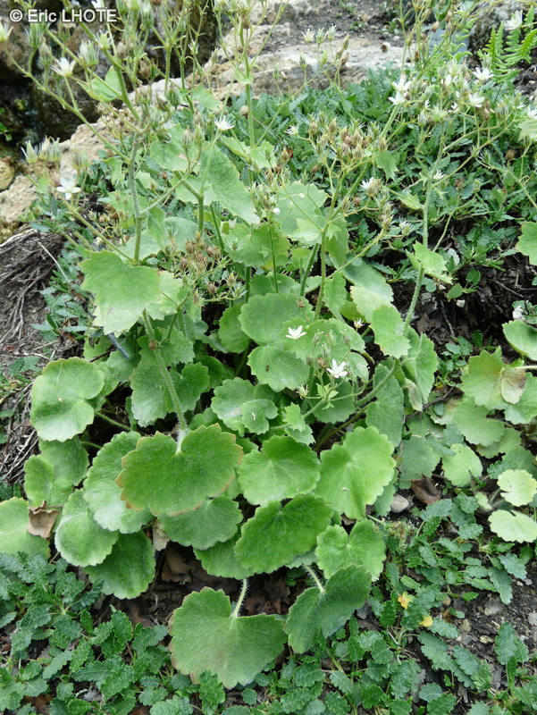 Saxifragaceae - Saxifraga rotundifolia - Saxifrage à feuilles rondes