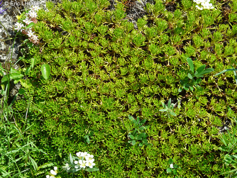 Saxifragaceae - Saxifraga trifurcata - Saxifrage trifurcata