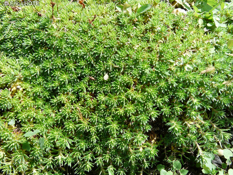 Saxifragaceae - Saxifraga x godseffiana - Saxifrage