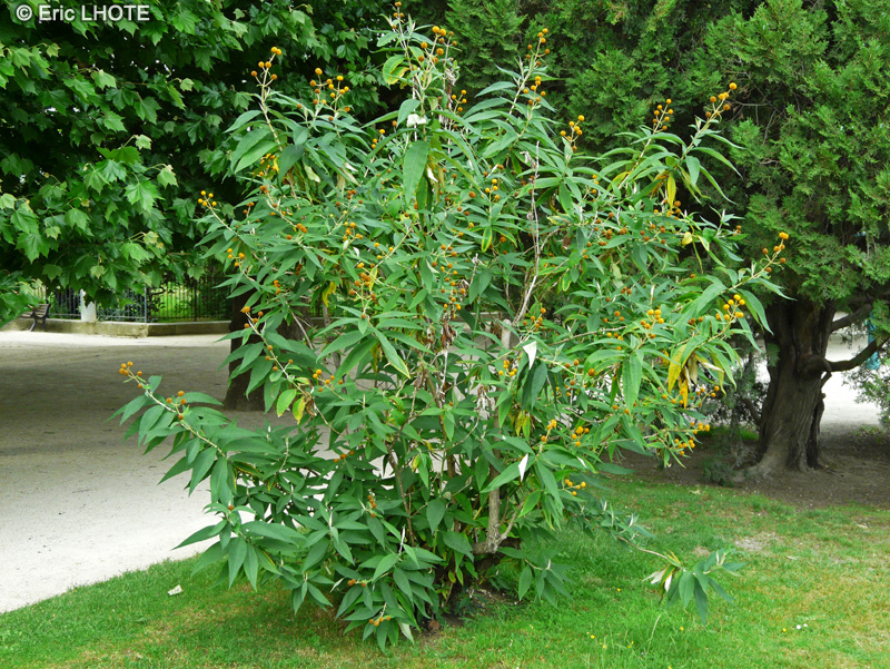 Scrophulariaceae - Buddleja globosa - Buddleja globuleux, Arbre aux papillons