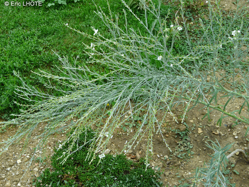 Scrophulariaceae - Gomphostigma virgatum - Gomphostigma