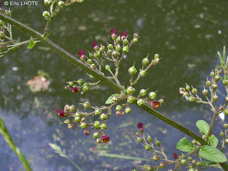 Scrophulariaceae - Scrophularia aquatica - Scrophulaire aquatique