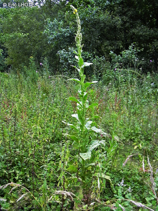 Scrophulariaceae - Verbascum densiflorum - Molène à fleurs denses, Molène faux Bouillon-blanc