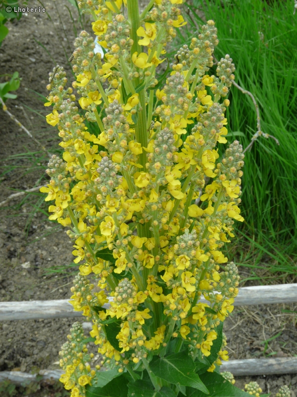 Scrophulariaceae - Verbascum olympicum - Molène d’Olympe