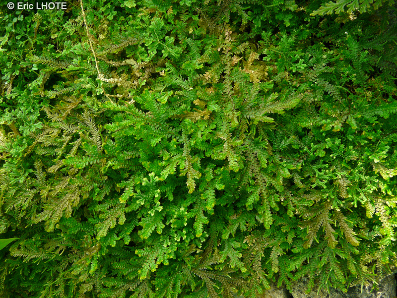 Selaginellaceae - Selaginella diffusa - Sélaginelle