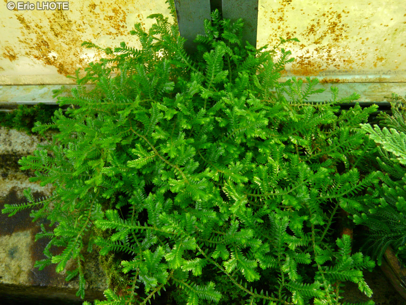 Selaginellaceae - Selaginella helvetica - Sélaginelle