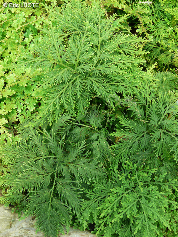 Selaginellaceae - Selaginella nobilis - Sélaginelle