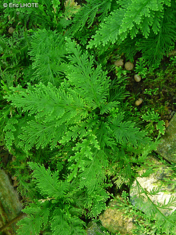Selaginellaceae - Selaginella pulcherrima - Sélaginelle