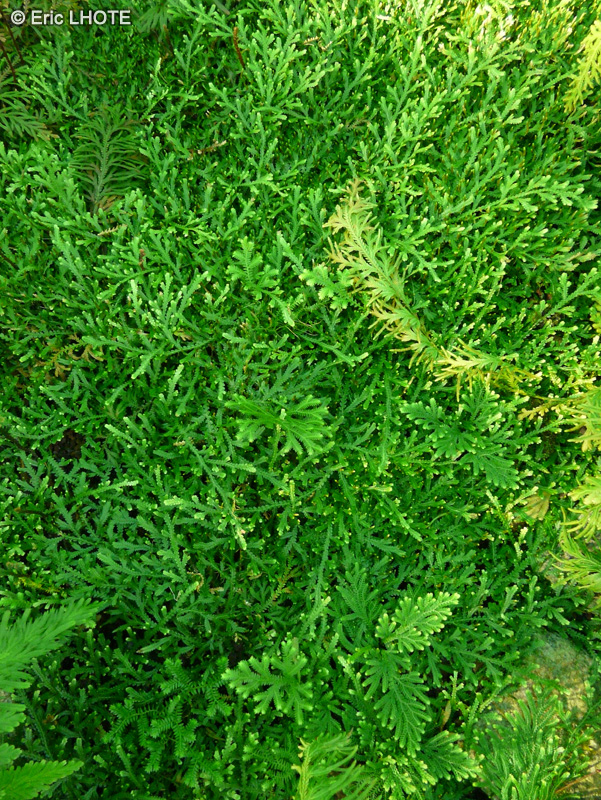 Selaginellaceae - Selaginella serpens - Sélaginelle