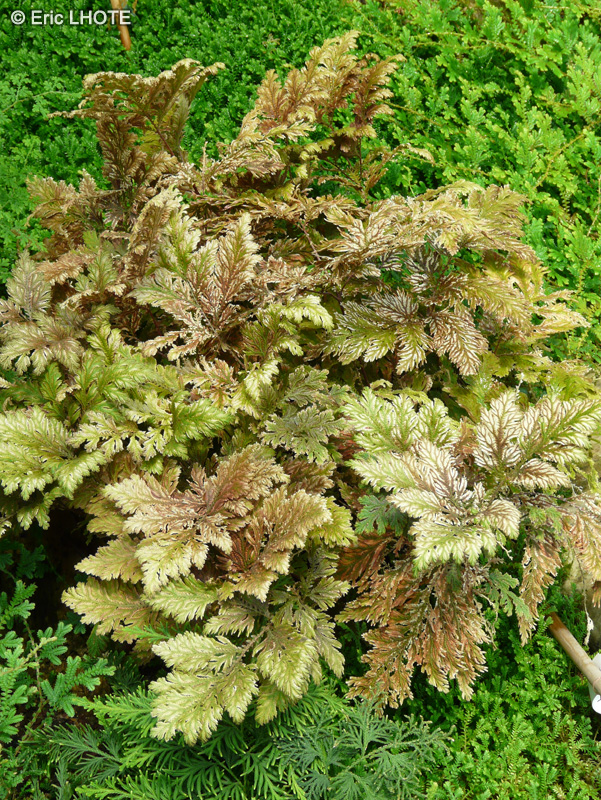 Selaginellaceae - Selaginella vogelii - Sélaginelle