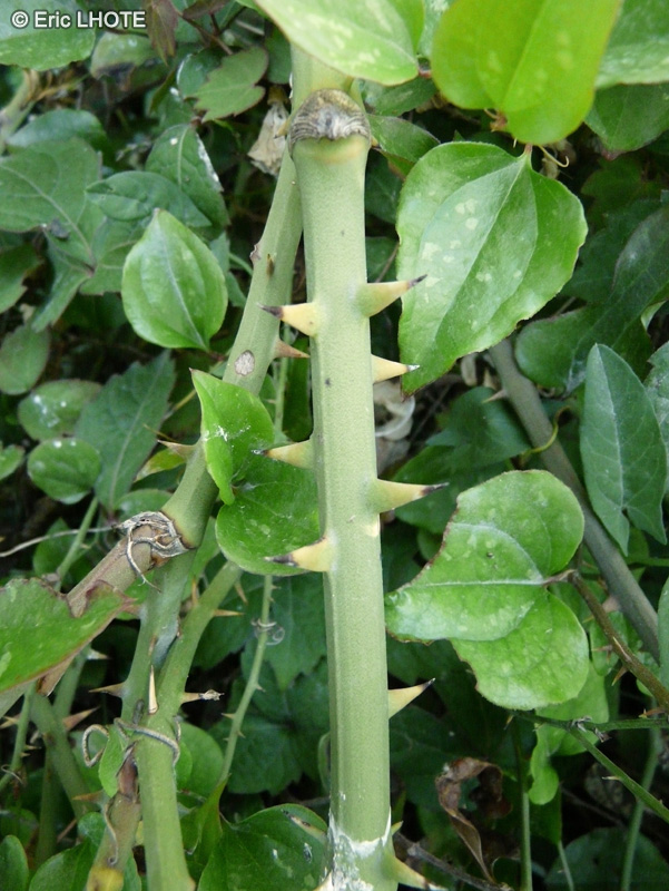  - Smilax aspera - 