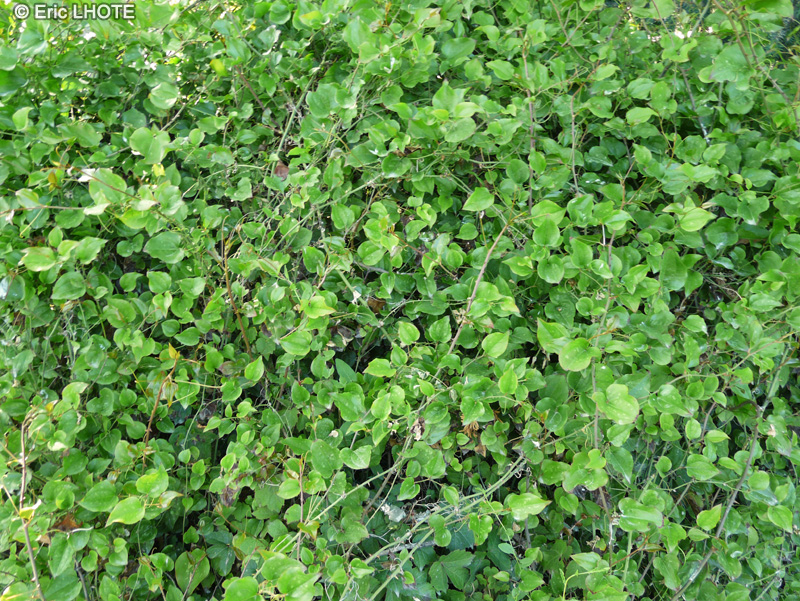 Smilacaceae - Smilax aspera - Salsepareille d’Europe, Salsepareille rugueuse, Liseron épineux