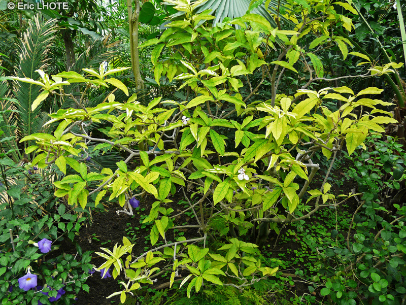 Solanaceae - Brunfelsia uniflora - Brunfelsie, Mercure végétal, Manacá