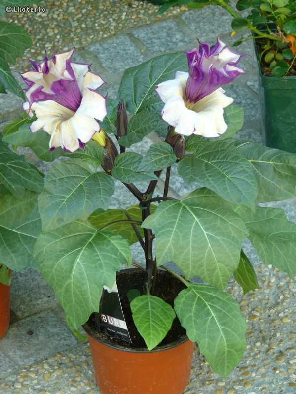 Solanaceae - Datura metel Double Purple - Datura, Stramoine