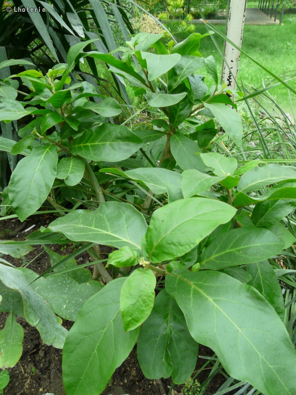 Solanaceae - Juanulloa mexicana - Juanulloa