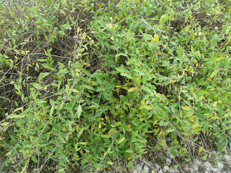 Solanaceae - Lycium barbarum - Lyciet commun, Lyciet de Barbarie