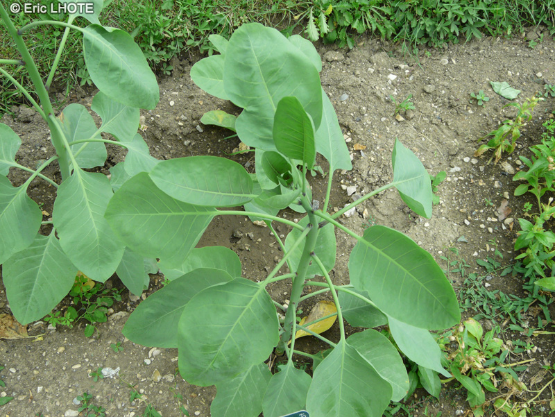 Solanaceae - Nicotiana glauca - Tabac glauque