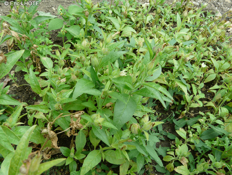 Solanaceae - Nicotiana quadrivalvis, Nicotiana bigelovii var. quadrivalvis - Tabac du Missouri, Indian tobacco