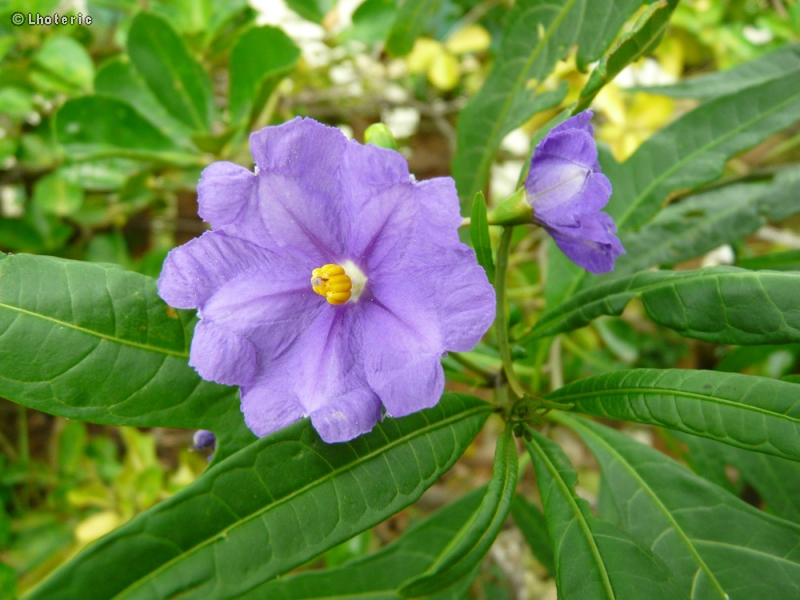 Solanaceae - Solanum laciniatum - Pomme-kangourou de Tasmanie, Morelle laciniée