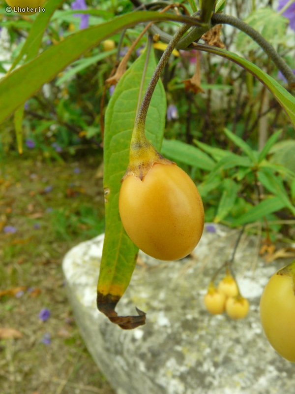  - Solanum laciniatum - 